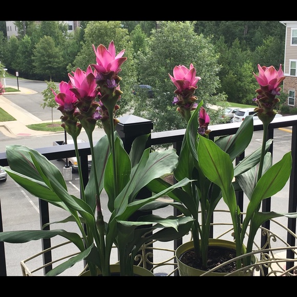 Meet your Posher, Susannah - Picture 4 of 8